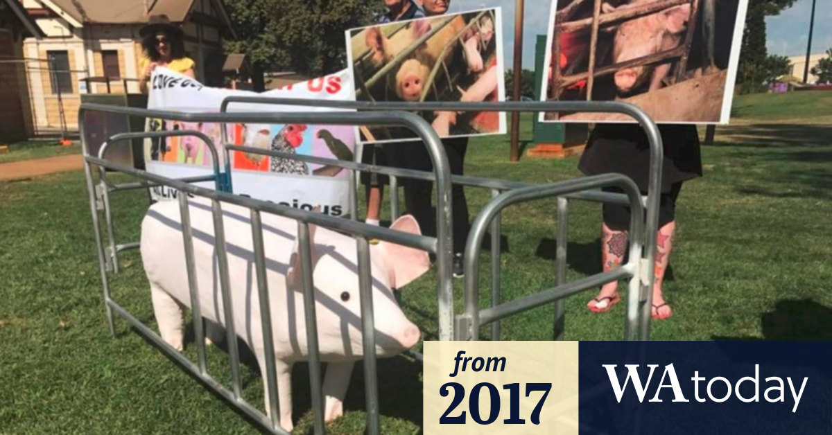 Fremantle Bacon Festival attracts animal rights protesters